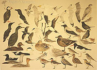 Fuglar í Føroyum - Myndatalva